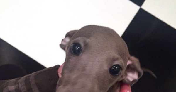 Kylie Jenner Made Her Dog Norman An Instagramand Hes Already More